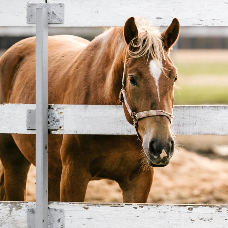 Equine breeding & reproduction, San Joaquin Valley Vets