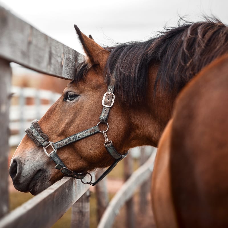 Equine Surgery, San Joaquin Valley Vets