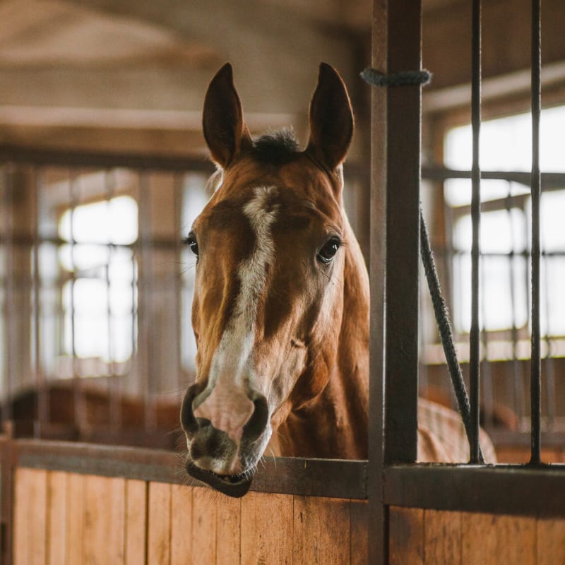 Equine Vaccination & Parasite Prevention, San Joaquin Valley Vets