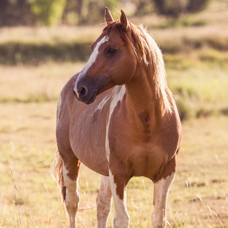 Equine Routine Wellness Exams, San Joaquin Valley Vets