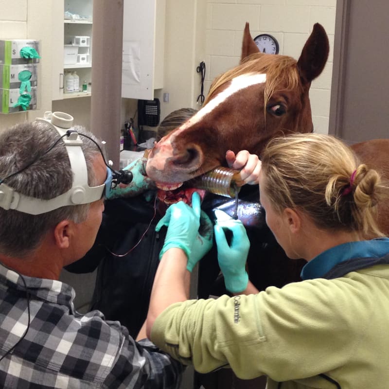 Equine Dentistry, San Joaquin Valley Vets