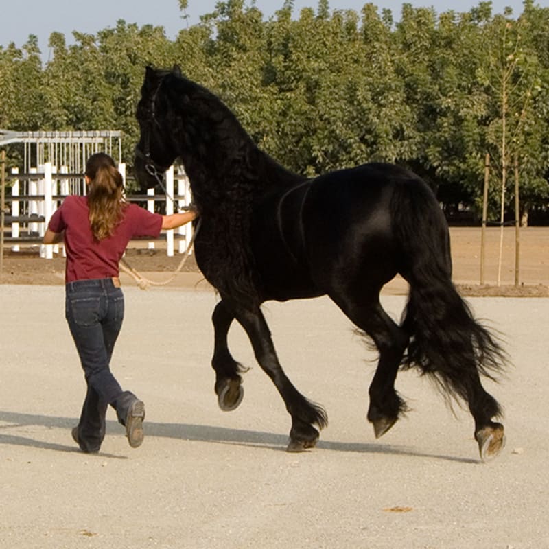 Equine Lameness Evaluations, San Joaquin Valley Vets