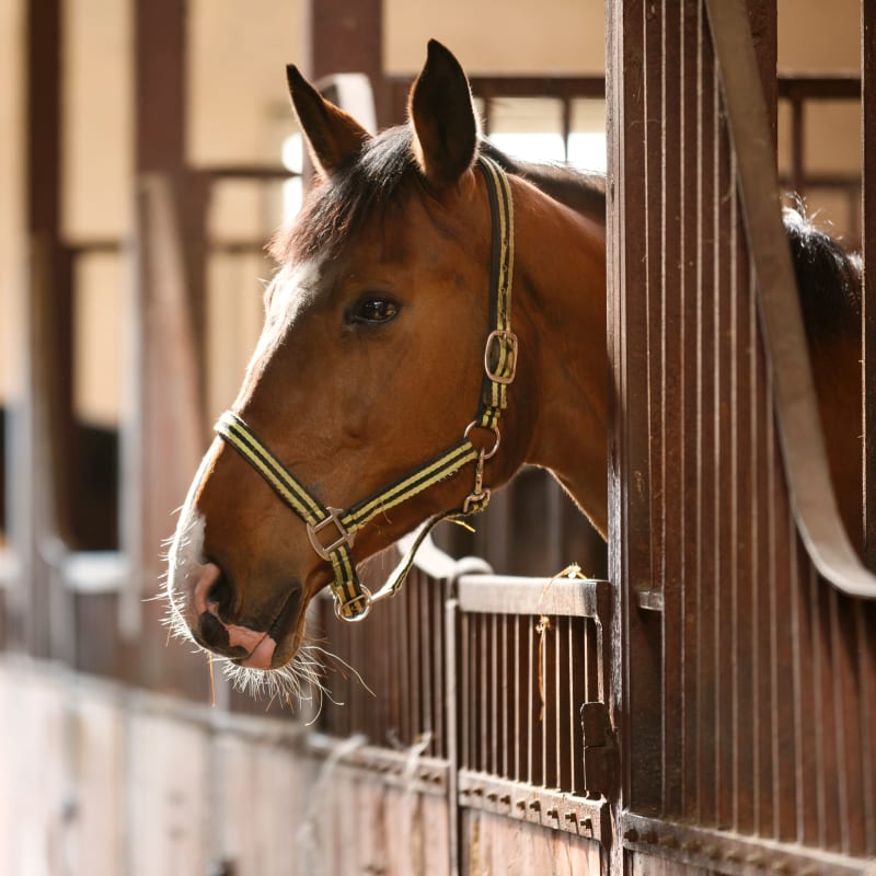 Equine breeding & reproduction, San Joaquin Valley Vets